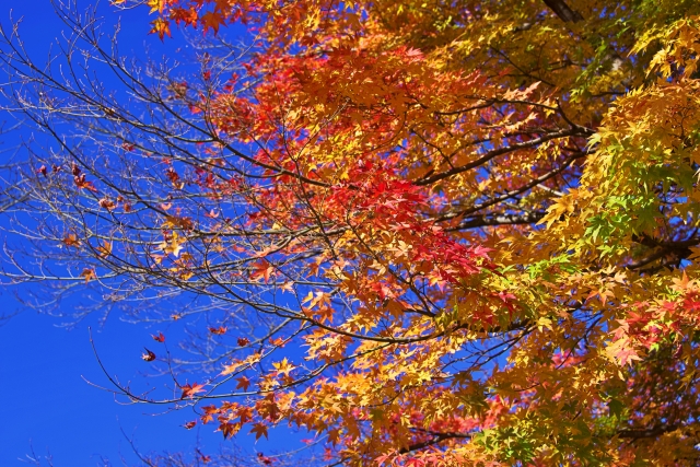 10月紅葉